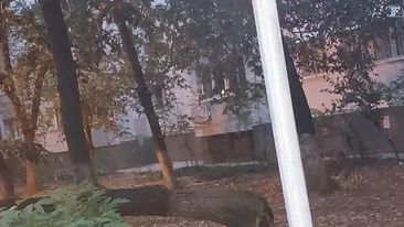 Se întâmplă din nou! Un copac s-a prăbuşit peste maşini într-o parcare din Sectorul 3