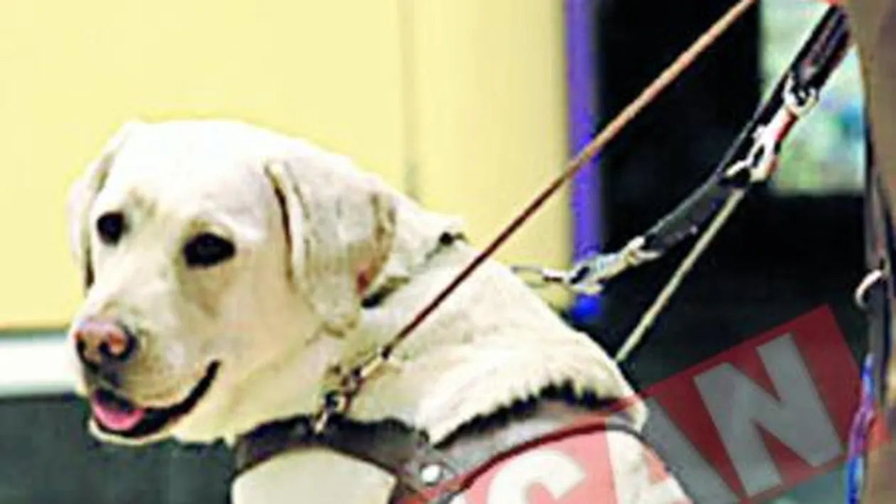 Asigurari de viata pentru caini