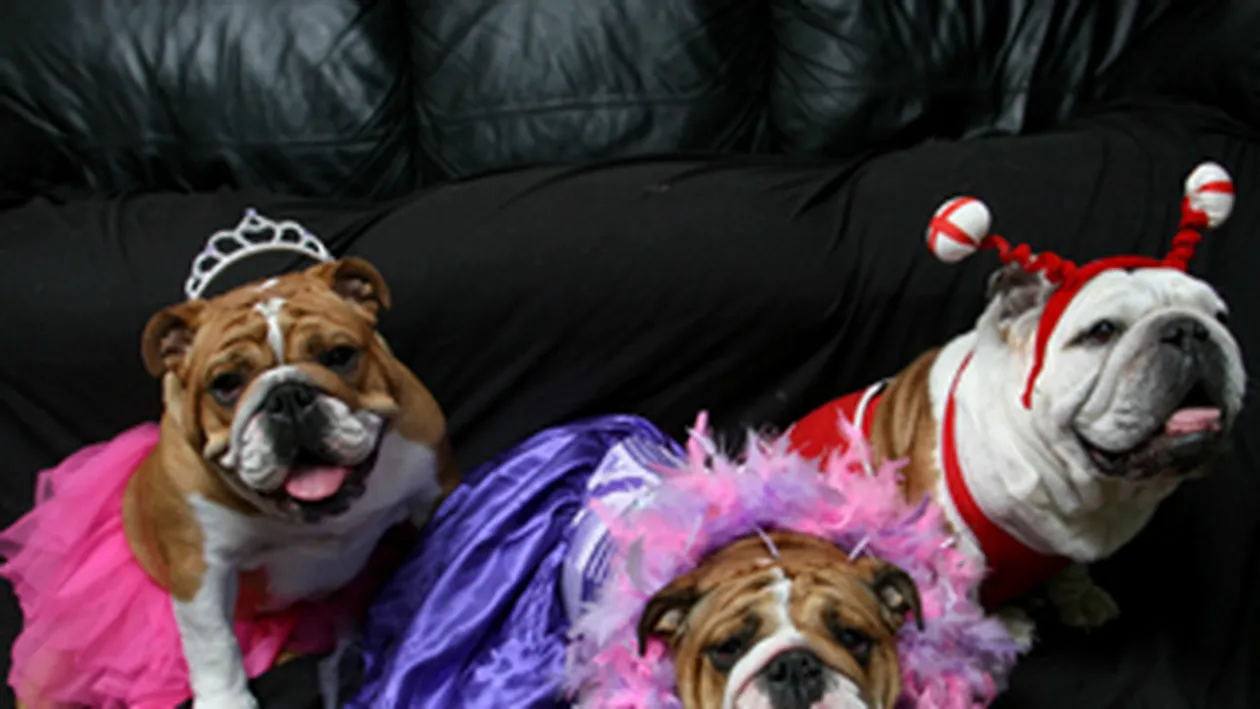 Au cheltuit 17.000 de euro pe mofturile cainilor lor