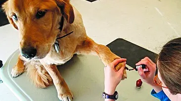 Rasfat de cinci stele pentru animale