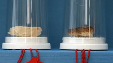 O cafenea vinde resturile de la masa vedetelor