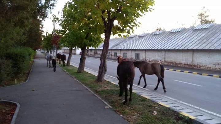 O vacă a mâncat scena Naşterii Domnului, amplasată pentru Crăciun de Primăria municipiului Moreni