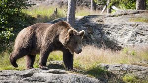 Și-a rupt ambele picioare încercând să fugă de urs! Experiența traumatizantă a unui turist în munții Făgăraș