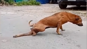 Imagini colosale! Un câine maidanez se preface că are piciorul rupt pentru a cerși o mângâiere sau ceva de mâncare! Reacția lui după ce le primește VIDEO