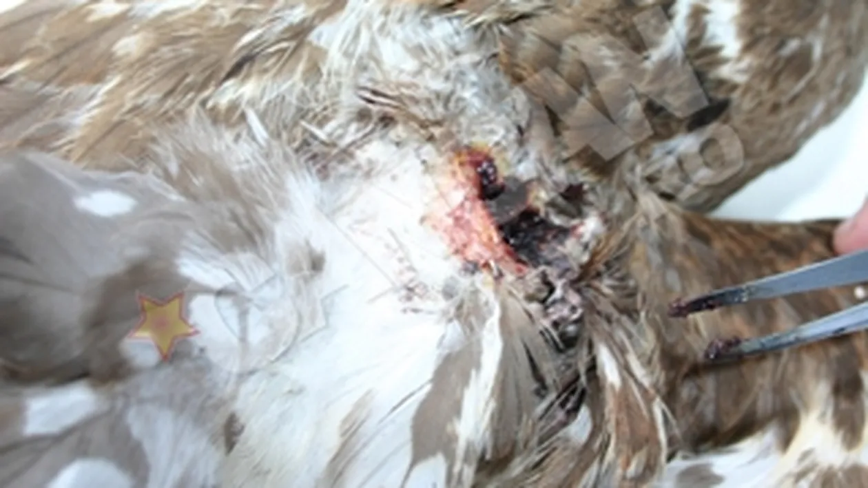 Uliu sorecar salvat de la moarte