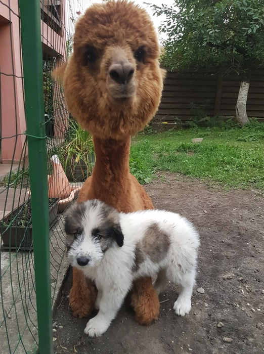 Georgiana, soția lui Marian Godină, a făcut anunțul: ”Ne-am mărit familia!”