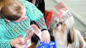 Coafati ca la salon pentru concurs