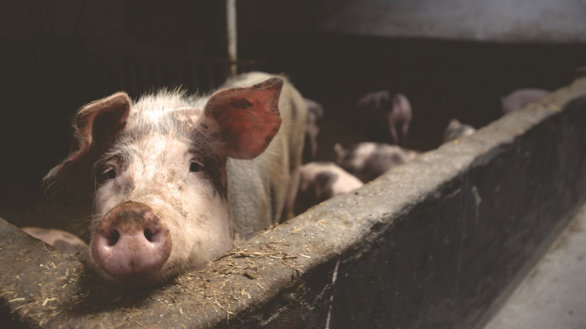 Cât costă un kg de carne porc în Buzău. Puțini români își mai permit acest lux