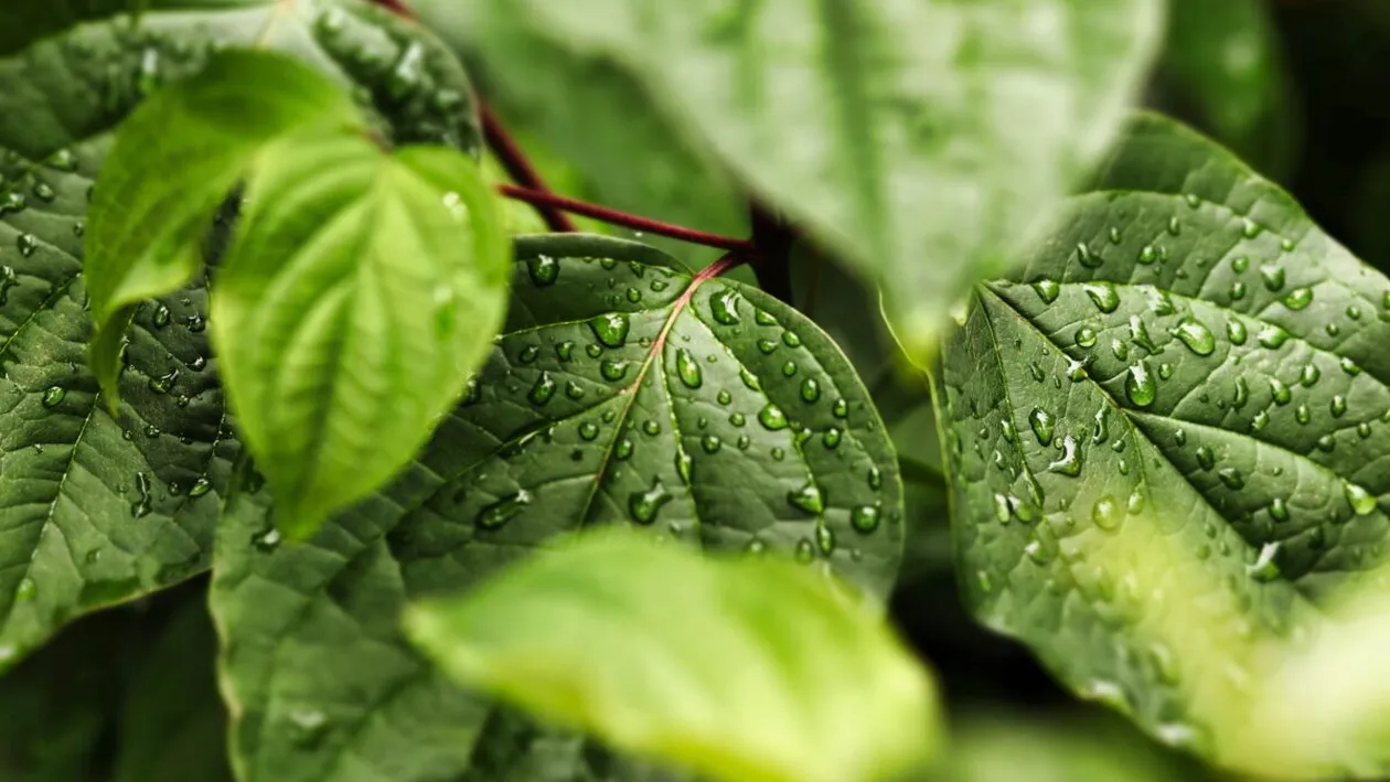 Plantele care alungă insectele în mod natural. Sunt ideale pentru curte, balcon și terasă
