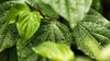 Plantele care alungă insectele în mod natural. Sunt ideale pentru curte, balcon și terasă