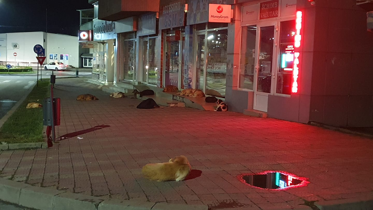 Câinii vagabonzi au pus stăpânire pe străzile din Caracal