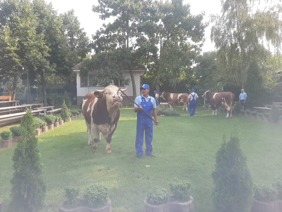 Tăticii viţeilor din aproape toată ţara sunt răsfățați la o fermă din Dolj
