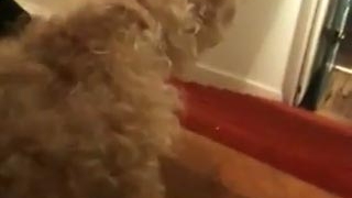 VIDEO supertare! Cainele gimnast coboara scarile in "maini" - Vezi cum e posibil asa ceva!