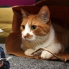 Amendă între 1.957 și 4.350 lei pentru românii care au animale de companie și „uită” acest obiect acasă