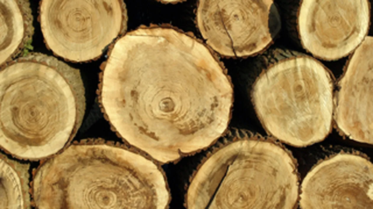 Peste 1.800 de metri cubi de lemn taiat ilegal, confiscat de politistii din Alba