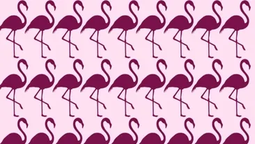 TEST IQ | Găsiți care pasăre flamingo este diferită de toate celelalte