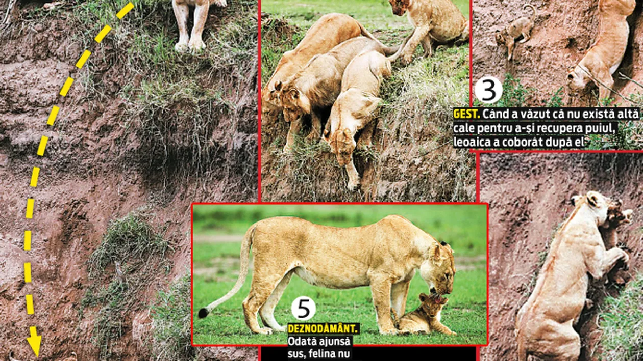 Si-a aparat puiul ca o adevarata leoaica! L-a salvat din ghearele mortii