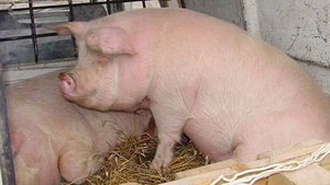 REVOLTATOR! Porcii care vor fi vanduti de CRACIUN sunt hraniti cu animale MOARTE si oua STRICATE!