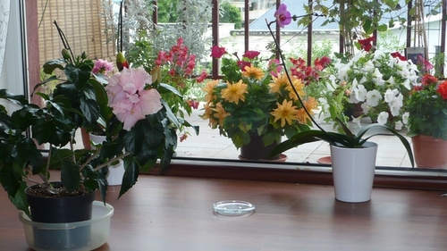 Afla cum sa iti pregatesti balconul pentru primavara! Vezi ce trucuri poti folosi pentru a iti aduce mai repede la viata plantele!