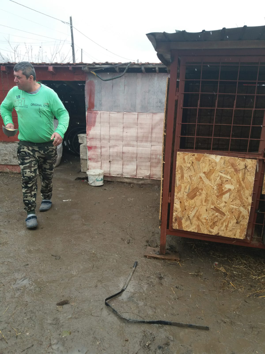 La Rusănești au fost aduși porci-santinelă pentru a se putea relua creșterea animalelor