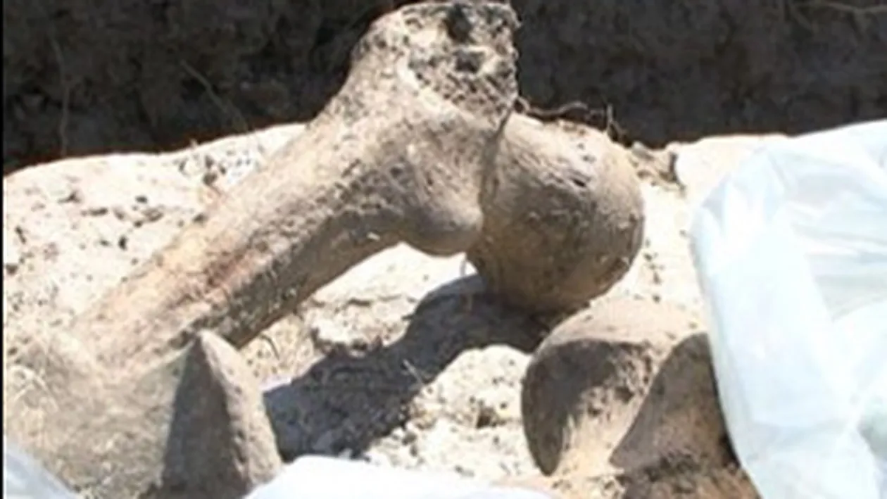 Schelet vechi de 2.500 de ani, descoperit in Bistrita!