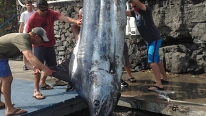 Captura SENZATIONALA! Un pustan a prins un peste de 3.5 metri si 480 kg! FOTO