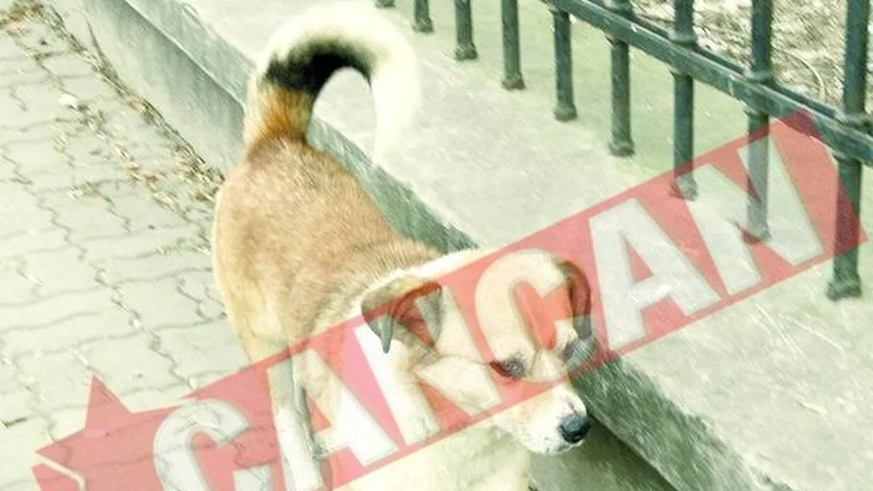 Bucurestenii vor avea Maidanez hot-line