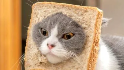 Sigur n-ai știut asta despre pisici!