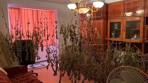 Patru băimăreni au cultivat cannabis pe malul râului și l-au uscat în sufragerie. Cum i-au prins polițiștii