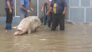 Ploile torentiale dau batai de cap locuitorilor din Mehedinti! Au solicitat ajutorul autoritatilor pentru a isi salva animalele