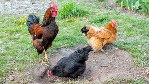 Ce "spun" găinile, de fapt, când cotcodăcesc. Inteligența Artificială a realizat traducerea