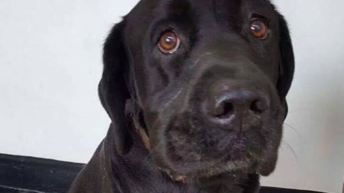 Adevărul SFÂŞIETOR din spatele acestei imagini! Tiago este un labrador de 10 ani a cărui poveste a devenit virală