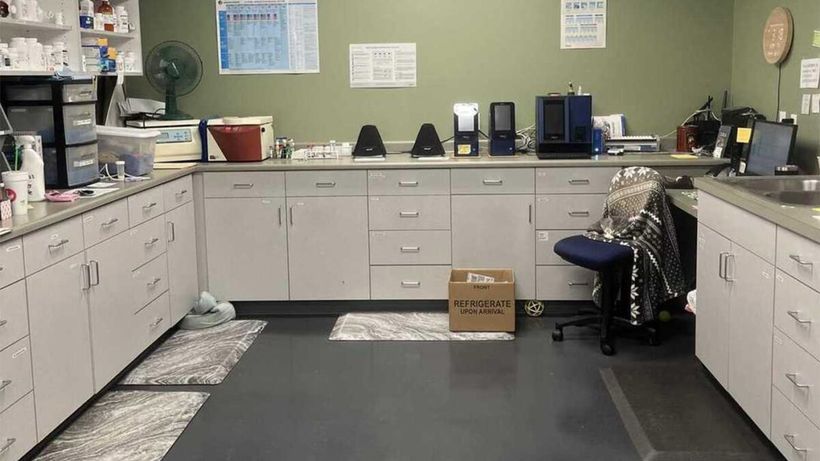 Iluzie optică virală | Ești un geniu dacă poți găsi pisica ascunsă în această fotografie, în maximum 7 secunde