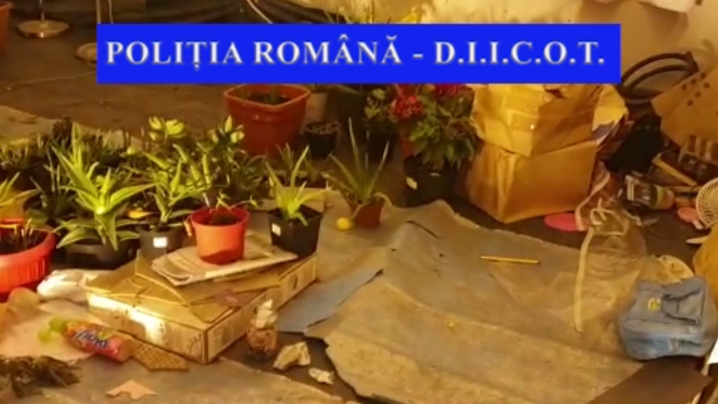 Un bărbat din Iași a fost prins cu o cultură de cannabis, crescută într-o seră din curtea casei