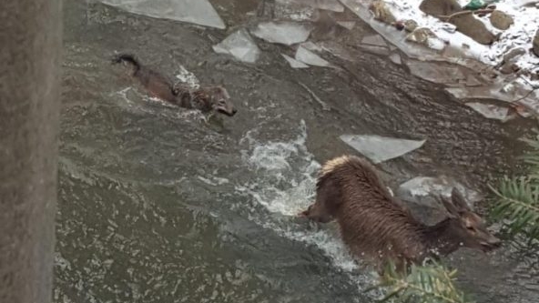 Un pădurar din Bacău a dat nas în nas cu o haită de lupi care vânau o căprioară - IMAGINI RARE
