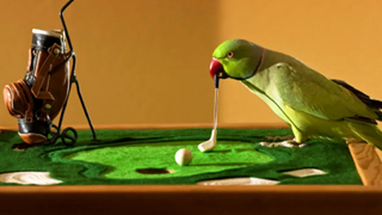 Papagalul asta joaca golf