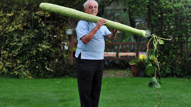 I-a crescut un dovlecel gigant in gradina