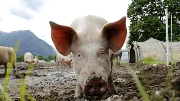 Pesta porcină africană, depistată la o fermă cu 45.000 de porci din Tulcea