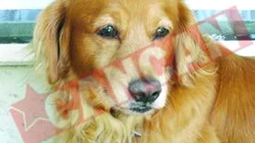 Lady, mamica pentru un pui de pisica