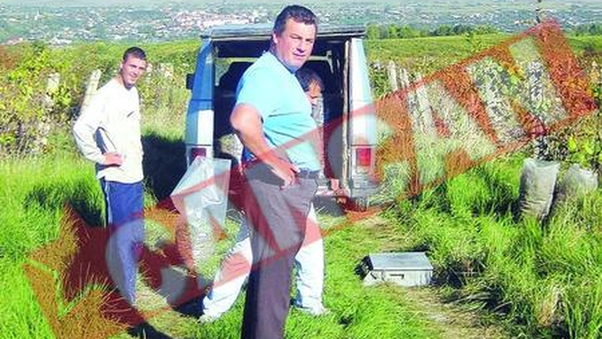 Ultimele hectare cu Galbena de Odobesti, arendate