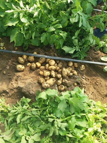 În comuna doljeană se produc peste 300 de tone de cartofi