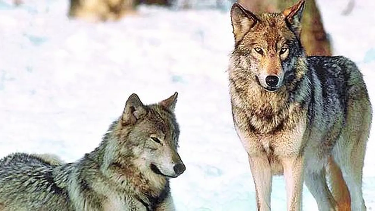 Omul care vorbeste cu lupii