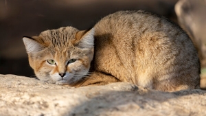 Pisica ciudată care „latră” ca un câine. Unde poate fi găsit neobișnuitul animal
