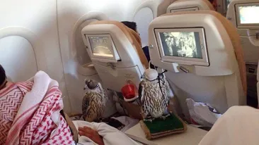 Acest prinţ din Arabia Saudită a cheltuit o mică avere pentru a le cumpăra locuri în avion celor 80 de şoimi ai săi. Imaginea a devenit virală