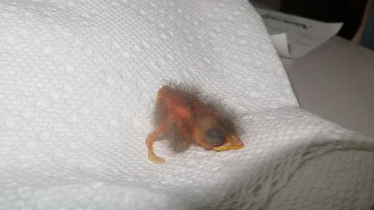 A gasit un pui pe strada si a decis sa-l creasca, desi habar nu avea ce este! In ce s-a transformat