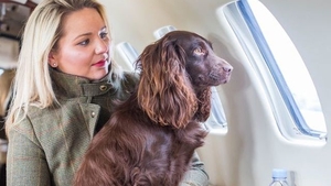 Avioane private pentru animalele de companie răsfăţate! Această companie aeriană a lansat un serviciu pentru iubitorii animalelor! 