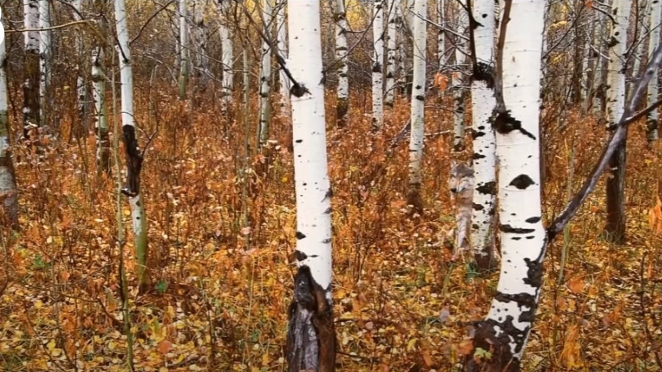 Iluzie optică virală | Unde se ascunde lupul în această imagine? Geniile îl descoperă în 5 secunde