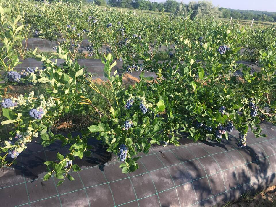 Solul nisipos din anumite zone ale Olteniei ajută afinele să se dezvolte reped