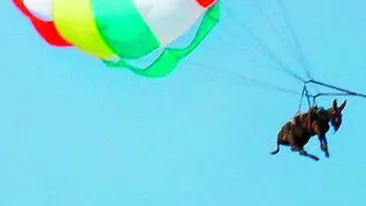 A dat magarul cu parasuta!
