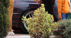 Galerie foto - poza 4